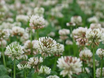 Hvidkløver Munida t. C Øko 10kg